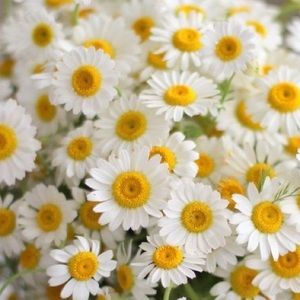 Meet your Posher, Dayna